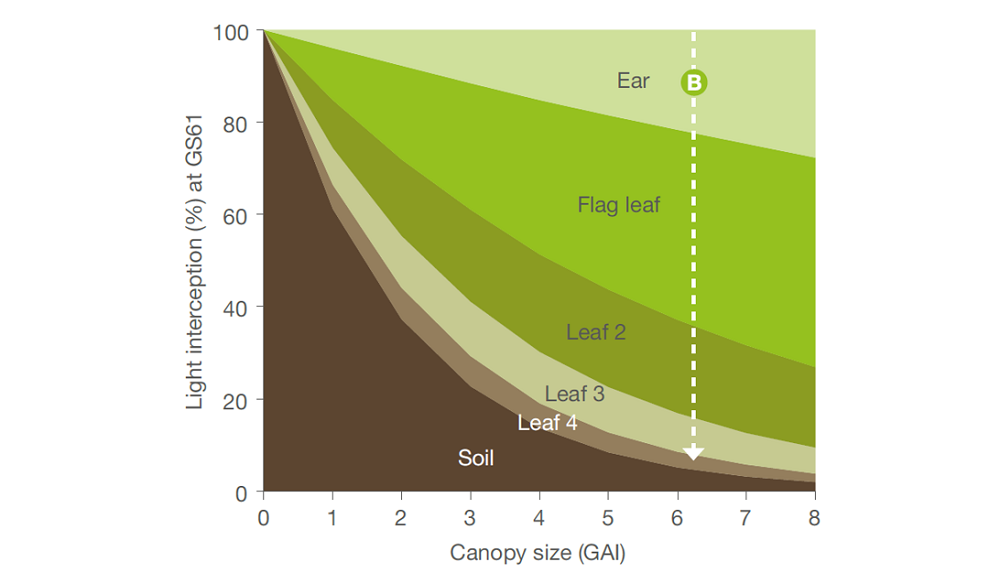 A graph showing how light interception increases with canopy size (winter wheat)